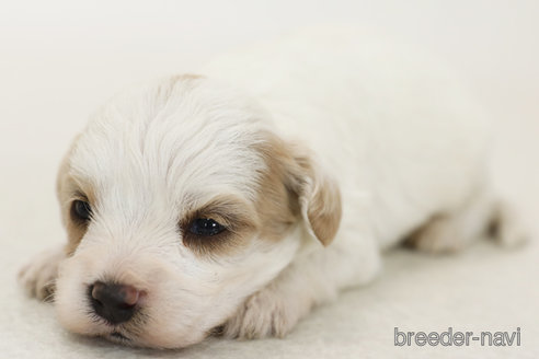 販売中の神奈川県のミックス犬-386722の3枚目